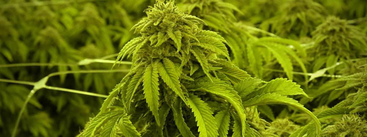 Marijuana Plants