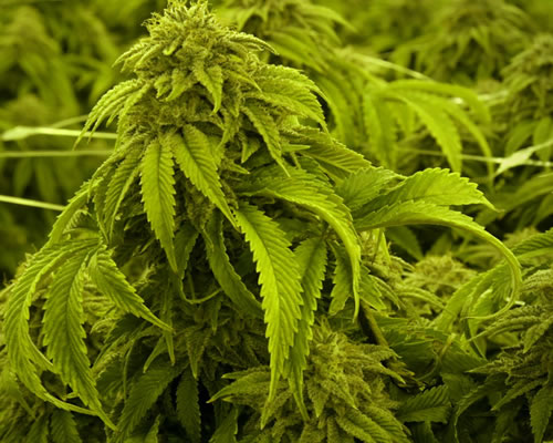 Marijuana Plants